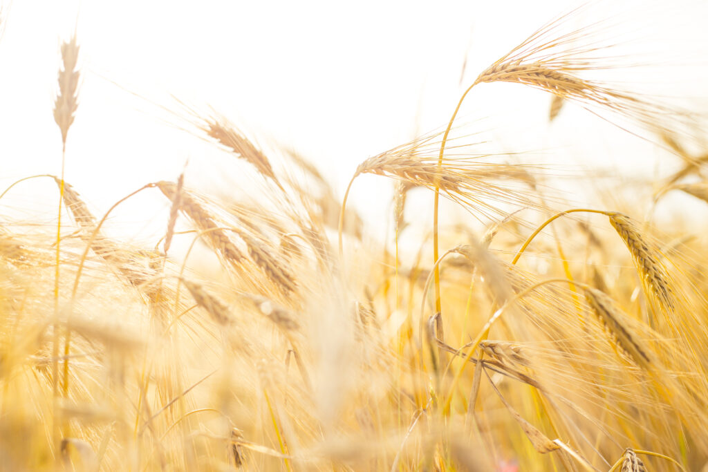 Wheat close-up.
